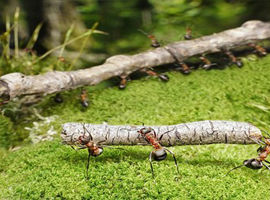Лесные рыжие муравьи Лесные рыжие муравьи